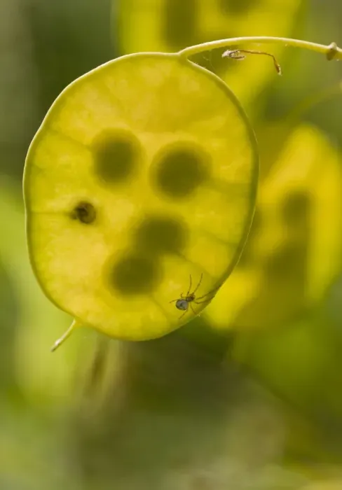 Framed Print : Annual Honesty (Lunaria annua) close-up of backlit seedpod with seeds, with small spider, in garden Framed Print : Annual Honesty (Lunaria annua) close-up of backlit seedpod with seeds, with small spider, in garden