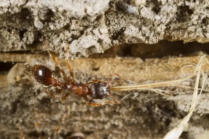 Framed Print : Ant (Leptothorax acervorum) adult worker, carrying piece of dry grass to nest, Powys, Wales, July Framed Print : Ant (Leptothorax acervorum) adult worker, carrying piece of dry grass to nest, Powys, Wales, July