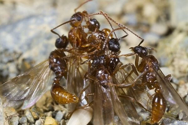 Ant (Myrmica ruginodis) winged adult males, several attempting to mate with single queen, Powys, Wales, August
