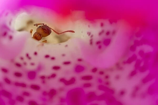 Ant (Myrmica sabuleti) adult worker, exploring fallen Foxglove (Digitalis sp. ) flower, Powys, Wales, June
