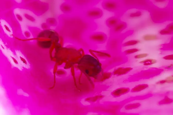 Framed Print : Ant (Myrmica sabuleti) adult worker, exploring fallen Foxglove (Digitalis sp. ) flower, Powys, Wales, June Framed Print : Ant (Myrmica sabuleti) adult worker, exploring fallen Foxglove (Digitalis sp. ) flower, Powys, Wales, June