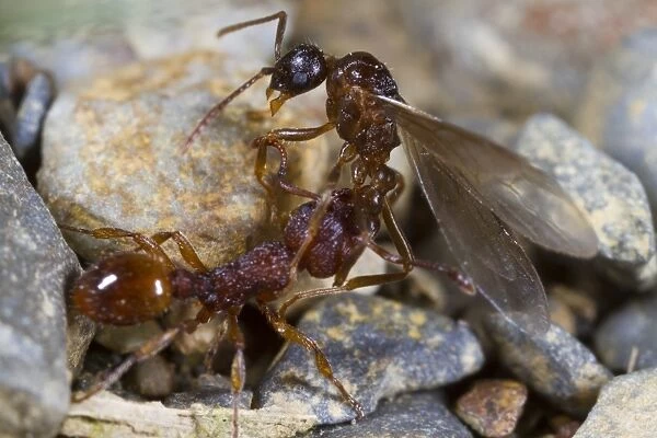 Ant (Myrmica sabuleti) adult worker, attacking Ant (Myrmica ruginodis) winged adult male, Powys, Wales, August