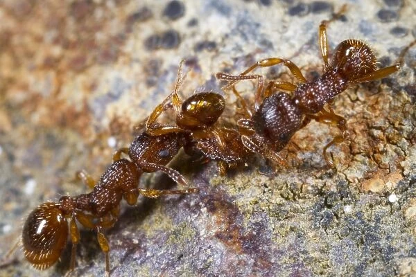 Ant (Myrmica sabuleti) adult workers, attacking and predating Ant (Myrmica scabrinodis) worker, Powys, Wales, August