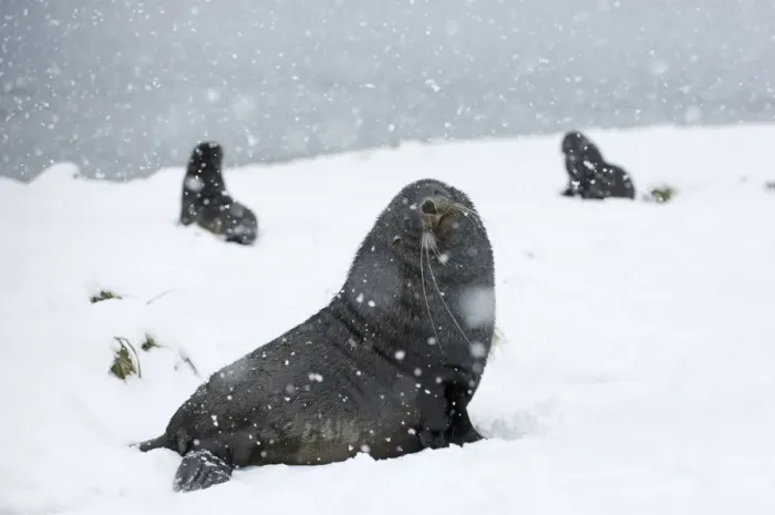 Framed Print : Antarctic Fur Seal (Arctocephalus gazella) three adults, sitting on snow during snowfall, Grytviken, South Georgia, november Framed Print : Antarctic Fur Seal (Arctocephalus gazella) three adults, sitting on snow during snowfall, Grytviken, South Georgia, november