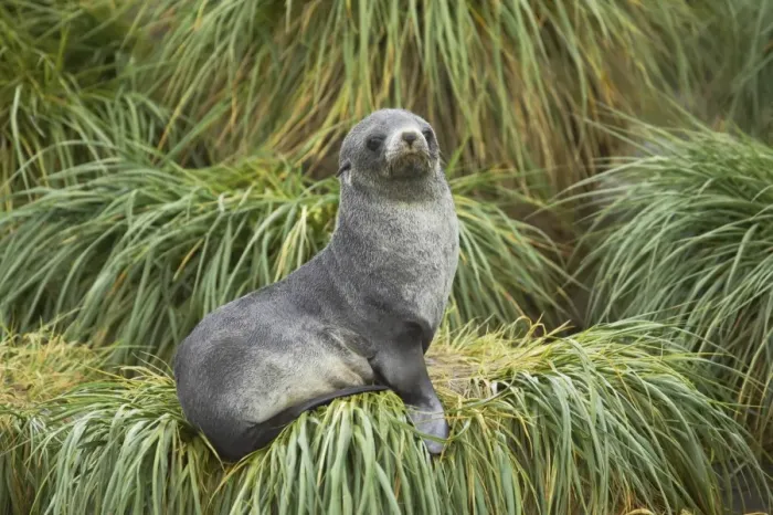 Framed Print : Antarctic Fur Seal (Arctocephalus gazella) pup, sitting on tussac grass, Fortuna Bay, South Georgia Framed Print : Antarctic Fur Seal (Arctocephalus gazella) pup, sitting on tussac grass, Fortuna Bay, South Georgia