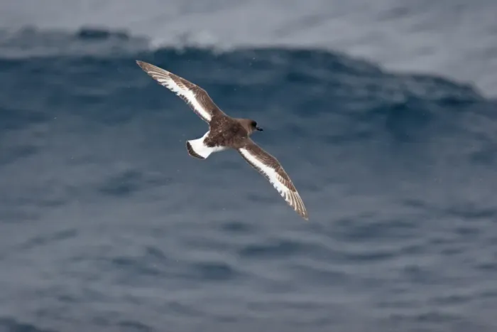 Framed Print : Antarctic Petrel (Thalassoica antarctica) adult, in flight over sea, off Antarctic Peninsula, Antarctica, december Framed Print : Antarctic Petrel (Thalassoica antarctica) adult, in flight over sea, off Antarctic Peninsula, Antarctica, december