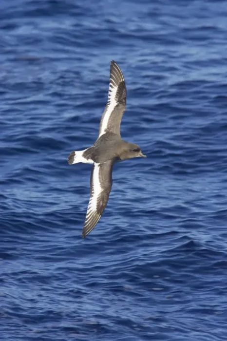 Framed Print : Antarctic Petrel (Thalassoica antarctica) adult, in flight over sea, Antarctic Ocean, Antarctica