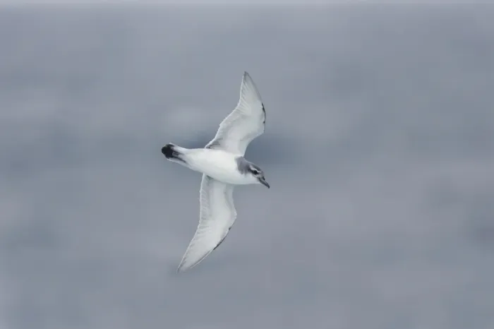Framed Print : Antarctic Prion (Pachyptila desolata) adult, in flight over sea, Antarctic Ocean, off South Georgia