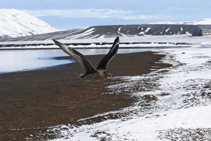 Framed Print : Antarctic Skua (Catharacta antarctica) x South Polar Skua (Catharacta maccormicki) hybrid, adult, in flight, at renowned island site for hybridisation, Deception Island, South Shetlands, Antarctica, march Framed Print : Antarctic Skua (Catharacta antarctica) x South Polar Skua (Catharacta maccormicki) hybrid, adult, in flight, at renowned island site for hybridisation, Deception Island, South Shetlands, Antarctica, march