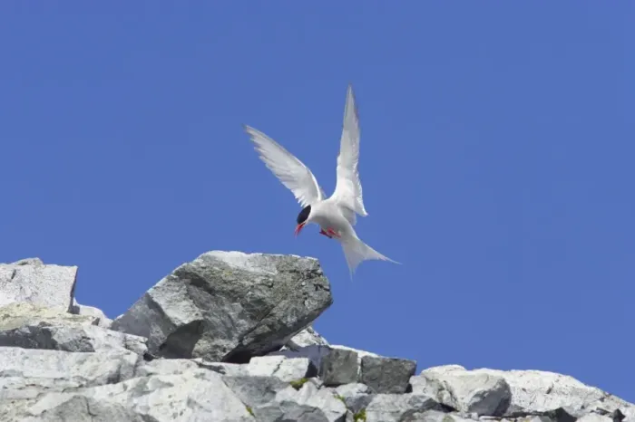 Framed Print : Antarctic Tern (Sterna vittata) adult, in flight, landing on rock, Antarctic Peninsula, Antarctica Framed Print : Antarctic Tern (Sterna vittata) adult, in flight, landing on rock, Antarctic Peninsula, Antarctica