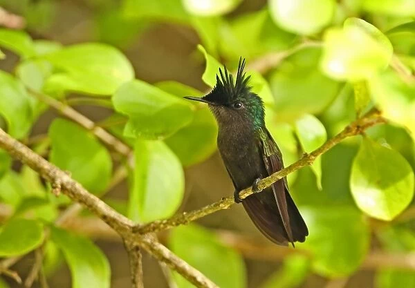 Antillean Crested Hummingbird (Orthorhyncus cristatus exilis) adult male, with crest raised, perched on twig