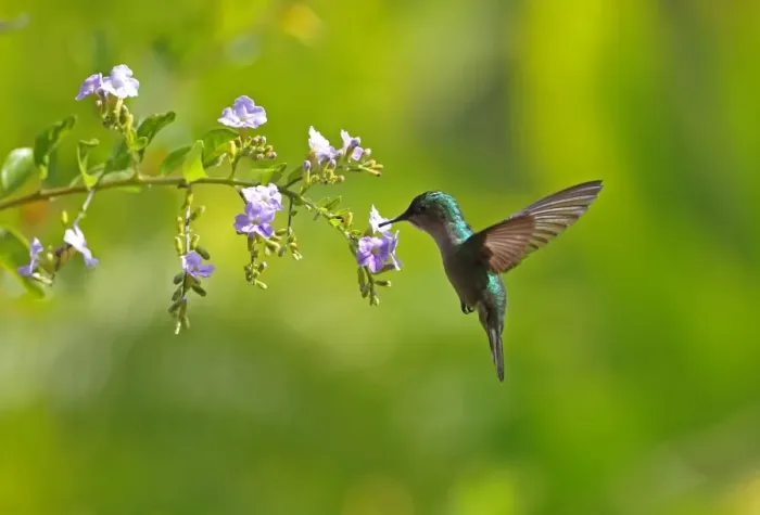 Framed Print : Antillean Crested Hummingbird (Orthorhyncus cristatus exilis) adult female, in flight, feeding at flowers Framed Print : Antillean Crested Hummingbird (Orthorhyncus cristatus exilis) adult female, in flight, feeding at flowers