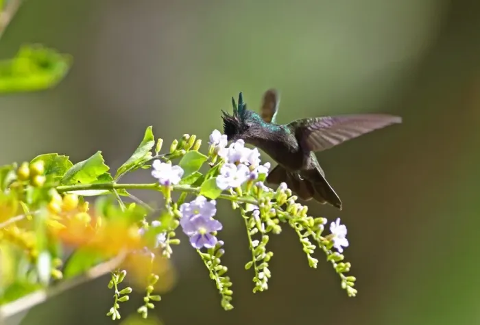 Framed Print : Antillean Crested Hummingbird (Orthorhyncus cristatus exilis) adult male, in flight, feeding at flowers