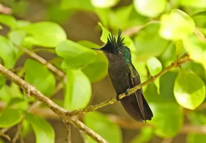 Framed Print : Antillean Crested Hummingbird (Orthorhyncus cristatus exilis) adult male, with crest raised, perched on twig Framed Print : Antillean Crested Hummingbird (Orthorhyncus cristatus exilis) adult male, with crest raised, perched on twig