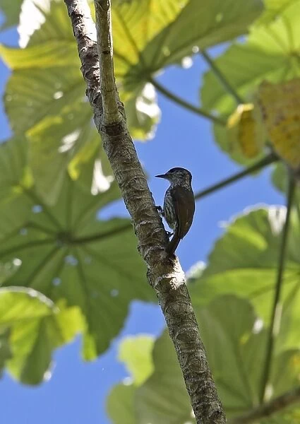 Antillean Piculet (Nesoctites micromegas micromegas) adult female, clinging to tree trunk, Bahoruco Mountains N. P