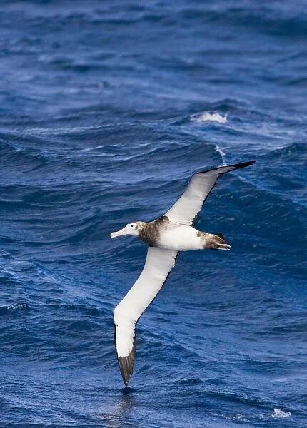 Antipodean Albatross (Diomedea antipodensis) immature, in low flight over sea, Southern Ocean, between Falkland Islands and South Georgia, october