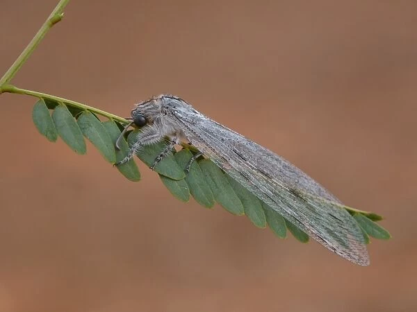 Antlion (Heoclisis fundata) adult, resting on leaves, Western Australia, Australia, september