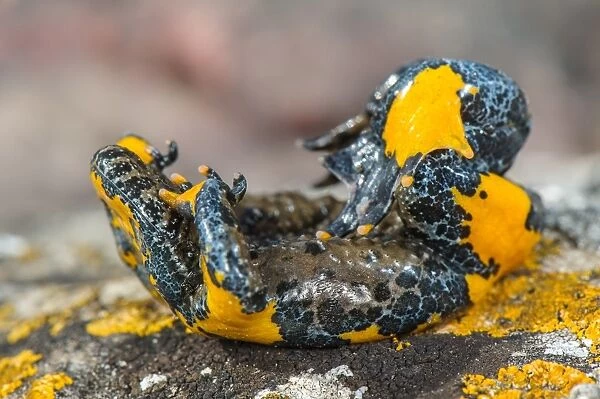 Apennine Yellow-bellied Toad (Bombina pachypus) adult, in unkenreflex defensive posture to show warning colours of