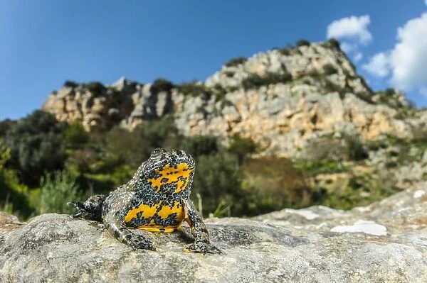 Apennine Yellow-bellied Toad (Bombina pachypus) adult, sitting on rock in habitat, Murgia Materana Park, Basilicata