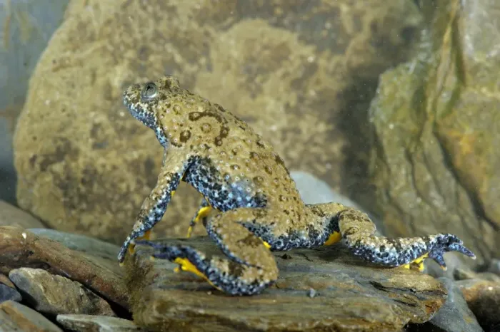 Framed Print : Apennine Yellow-bellied Toad (Bombina pachypus) adult male, underwater during breeding season, Italy, may Framed Print : Apennine Yellow-bellied Toad (Bombina pachypus) adult male, underwater during breeding season, Italy, may