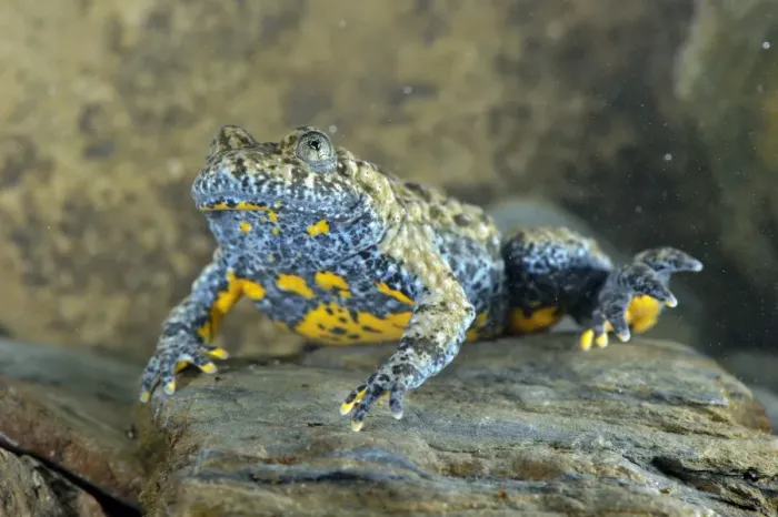 Framed Print : Apennine Yellow-bellied Toad (Bombina pachypus) adult male, underwater during breeding season, Italy, may