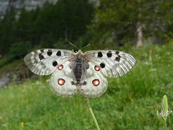 Apollo Butterfly (Parnassius apollo) adult female, basking in early morning sunshine, Italian Alps, Italy, July