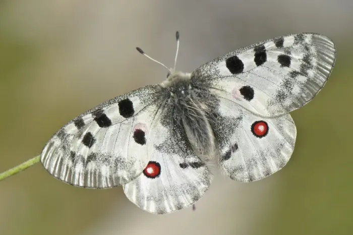 Framed Print : Apollo Butterfly (Parnassius apollo) adult, Ligurian Alps, Liguria, Italy, july