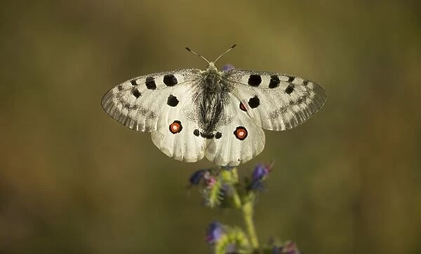 Apollo Butterfly (Parnassius apollo rhodopensis) adult, resting on flower, Bulgaria, July