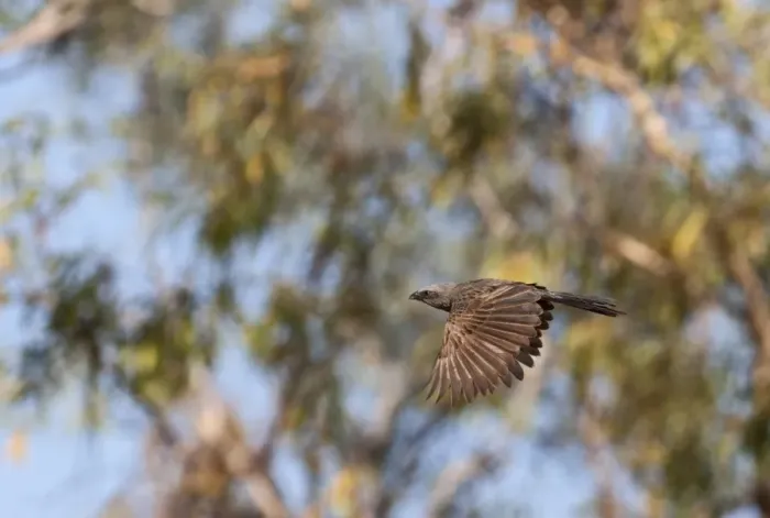 Framed Print : Apostlebird (Struthidea cinerea) adult, in flight, Queensland, Australia Framed Print : Apostlebird (Struthidea cinerea) adult, in flight, Queensland, Australia