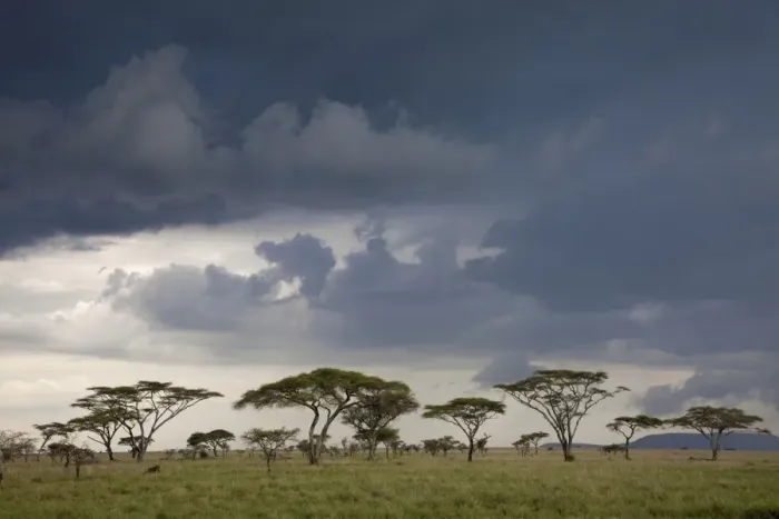 Framed Print : Approaching thunderstorm over savannah habitat, Serengeti N. P. Tanzania, november Framed Print : Approaching thunderstorm over savannah habitat, Serengeti N. P. Tanzania, november