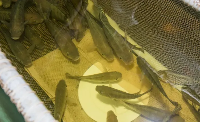 Framed Print : Aquaponics unit, water from tanks containing tilapia fish is pumped into trough with expanded clay Framed Print : Aquaponics unit, water from tanks containing tilapia fish is pumped into trough with expanded clay