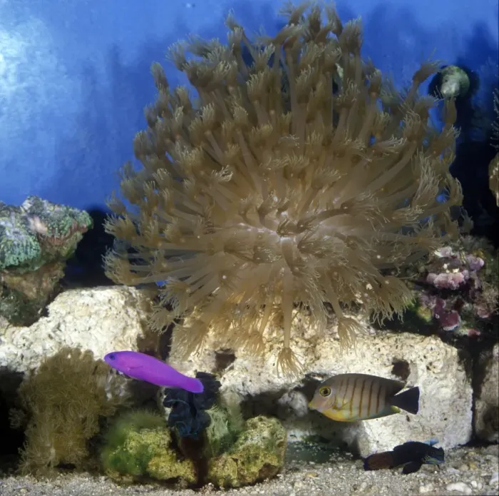Framed Print : Aquarium Tropical aquarium