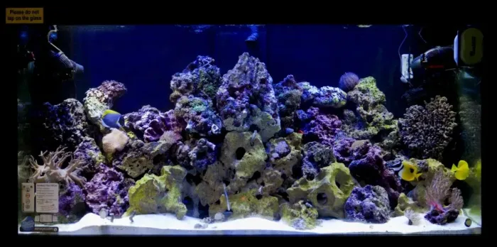 Framed Print : Aquarium, tropical saltwater fish tank Framed Print : Aquarium, tropical saltwater fish tank