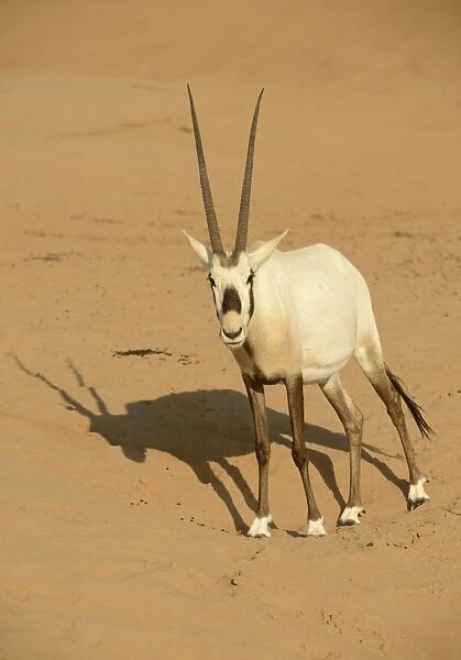 Arabian Oryx (Oryx leucoryx) adult, standing on sand, Dubai Desert Conservation Reserve, Al Maha, Dubai