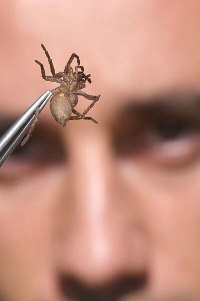 Arachnologist observing spider in tweezers for study purposes, Italy