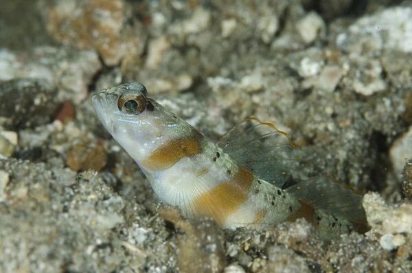 Arcfin Shrimpgoby (Amblyeleotris arcupinna) adult, at burrow entrance, Lembeh Straits, Sulawesi, Sunda Islands
