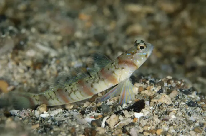 Framed Print : Arcfin Shrimpgoby (Amblyeleotris arcupinna) adult, resting on black sand, Lembeh Straits, Sulawesi Framed Print : Arcfin Shrimpgoby (Amblyeleotris arcupinna) adult, resting on black sand, Lembeh Straits, Sulawesi
