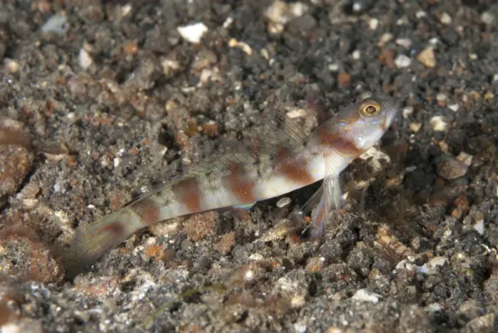 Framed Print : Arcfin Shrimpgoby (Amblyeleotris arcupinna) adult, at hole entrance on black sand, Lembeh Straits, Sulawesi
