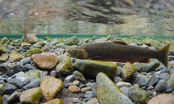 Arctic Char (Salvelinus alpinus) adult female, swimming underwater in river flowing into glacial lake during spawning