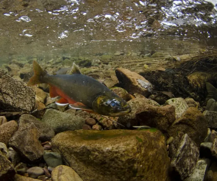 Framed Print : Arctic Char (Salvelinus alpinus) adult male, in breeding colours, swimming underwater in river flowing into glacial Framed Print : Arctic Char (Salvelinus alpinus) adult male, in breeding colours, swimming underwater in river flowing into glacial