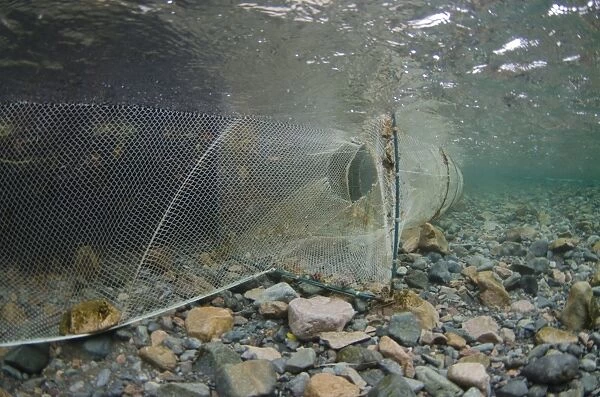 Arctic Char (Salvelinus alpinus) net, used to catch fish in restocking project