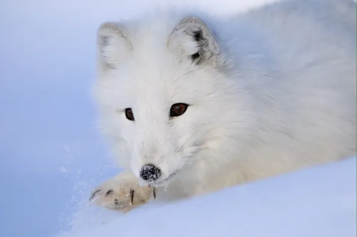 Framed Print : Arctic Fox (Alopex lagopus) adult, white coat, close-up of head, walking in snow, Norway, february (captive) Framed Print : Arctic Fox (Alopex lagopus) adult, white coat, close-up of head, walking in snow, Norway, february (captive)