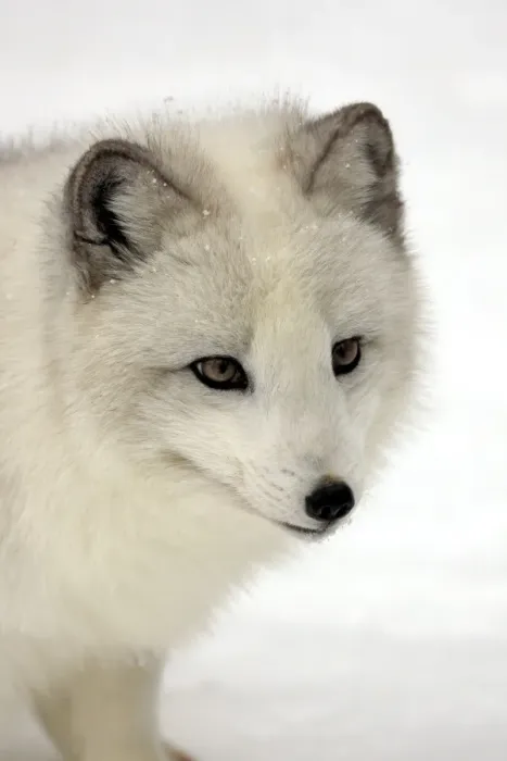 Framed Print : Arctic Fox (Alopex lagopus) adult, white winter coat, close-up of head, in snow, winter (captive) Framed Print : Arctic Fox (Alopex lagopus) adult, white winter coat, close-up of head, in snow, winter (captive)