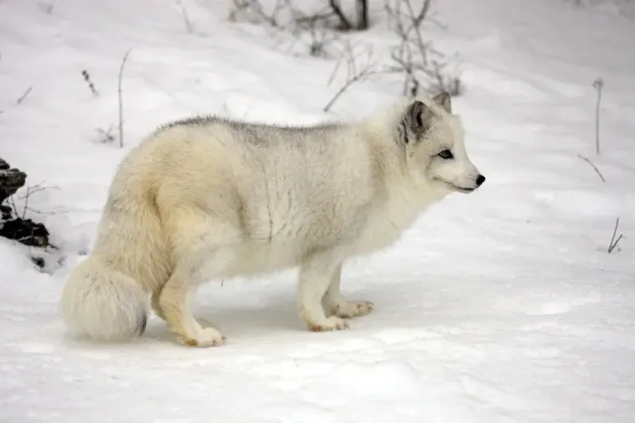 Framed Print : Arctic Fox (Alopex lagopus) adult, white winter coat, standing on snow, winter (captive) Framed Print : Arctic Fox (Alopex lagopus) adult, white winter coat, standing on snow, winter (captive)