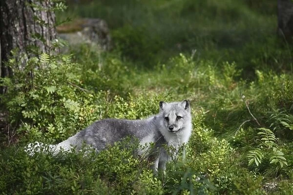 Arctic Fox (Alopex lagopus) adult, in transitional coat, standing in vegetation, Finland, july