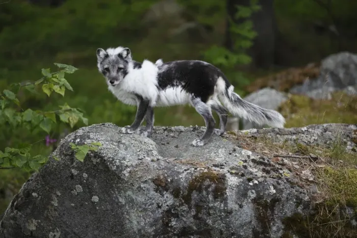 Framed Print : Arctic Fox (Alopex lagopus) adult, in transitional coat, standing on rock, Finland, july Framed Print : Arctic Fox (Alopex lagopus) adult, in transitional coat, standing on rock, Finland, july