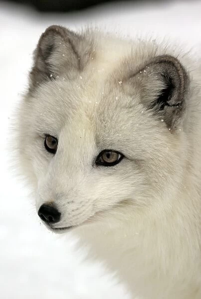 Arctic Fox (Alopex lagopus) adult, white winter coat, close-up of head, in snow, winter (captive)