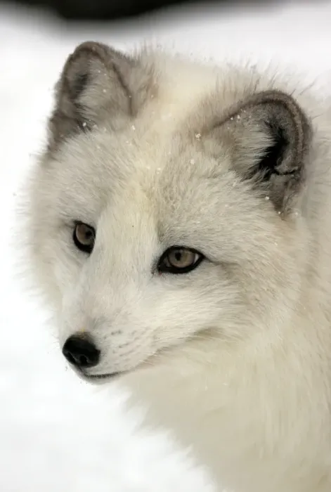 Framed Print : Arctic Fox (Alopex lagopus) adult, white winter coat, close-up of head, in snow, winter (captive) Framed Print : Arctic Fox (Alopex lagopus) adult, white winter coat, close-up of head, in snow, winter (captive)