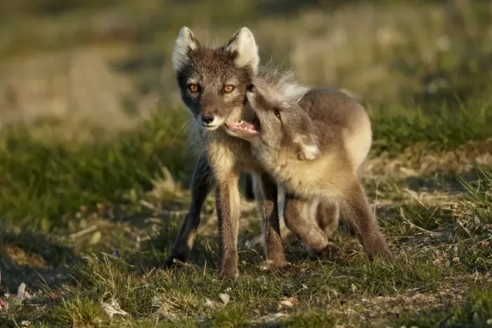 Framed Print : Arctic Fox (Alopex lagopus) adult female, summer coat, playing with cub, Nunavut, Canada, July