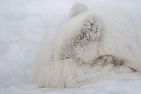 Arctic Fox (Alopex lagopus) adult, sleeping on snow, Yukon Wildlife Preserve, Yukon, Canada, april